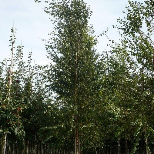 Zachte berk (Betula pubescens)